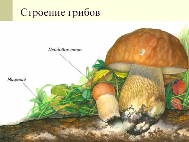 Строение грибов