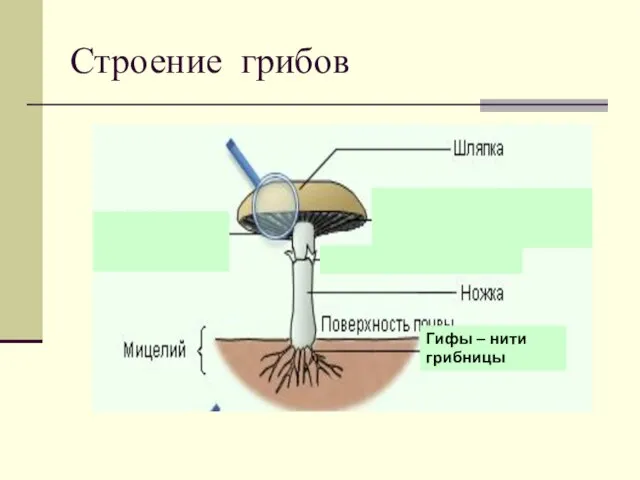 Строение грибов