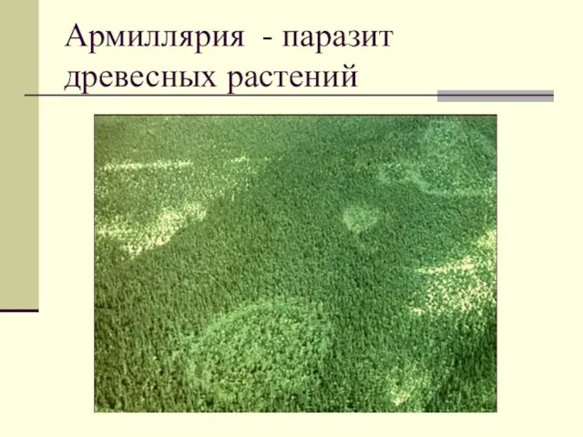 Армиллярия - паразит древесных растений