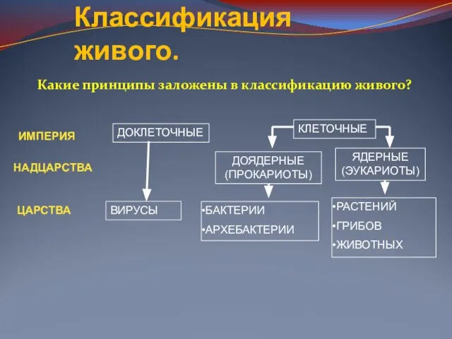 Классификация живого. Какие принципы заложены в классификацию живого? ИМПЕРИЯ КЛЕТОЧНЫЕ ДОКЛЕТОЧНЫЕ НАДЦАРСТВА