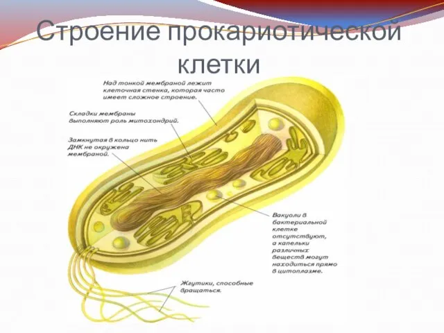 Строение прокариотической клетки