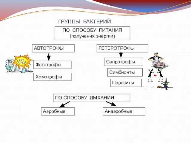 ПО СПОСОБУ ПИТАНИЯ (получения энергии) ГРУППЫ БАКТЕРИЙ АВТОТРОФЫ ГЕТЕРОТРОФЫ Фототрофы Хемотрофы Сапротрофы