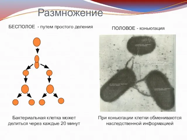 Размножение БЕСПОЛОЕ - путем простого деления ПОЛОВОЕ - коньюгация Бактериальная клетка может