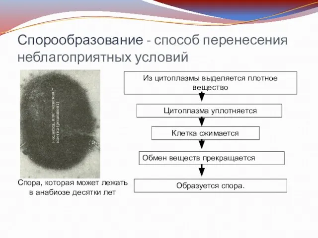 Спорообразование - способ перенесения неблагоприятных условий Из цитоплазмы выделяется плотное вещество Цитоплазма