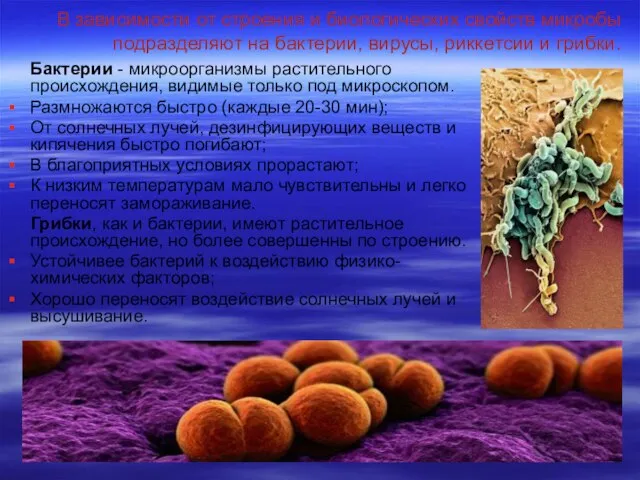 В зависимости от строения и биологических свойств микробы подразделяют на бактерии, вирусы,