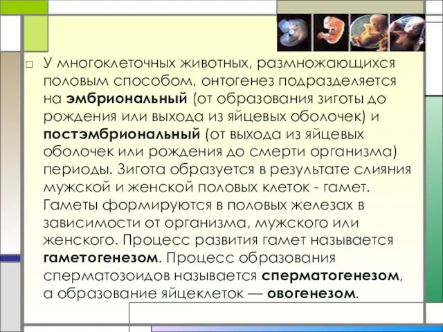 У многоклеточных животных, размножающихся половым способом, онтогенез подразделяется на эмбриональный (от образования