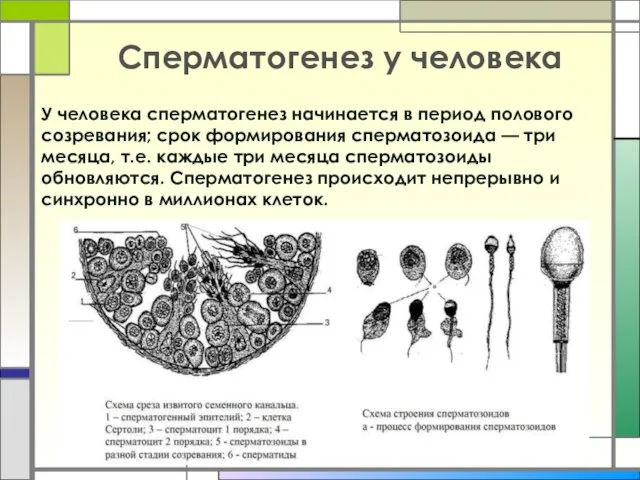 У человека сперматогенез начинается в период полового созревания; срок формирования сперматозоида —