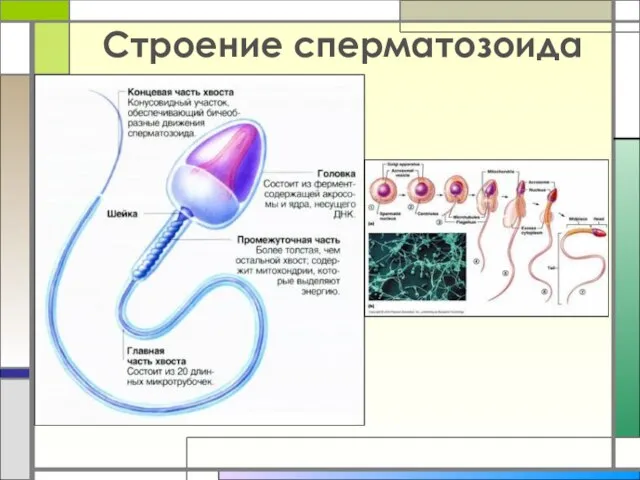 Строение сперматозоида