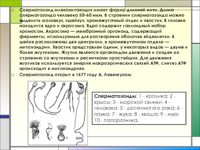 Сперматозоид млекопитающих имеет форму длинной нити. Длина сперматозоида человека 50–60 мкм. В