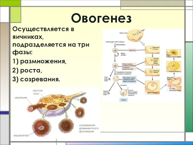 Овогенез Осуществляется в яичниках, подразделяется на три фазы: 1) размножения, 2) роста, 3) созревания.