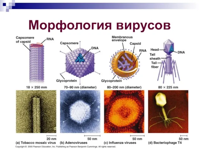 Морфология вирусов