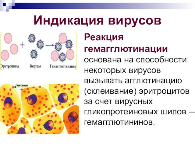 Индикация вирусов Реакция гемагглютинации основана на способности некоторых вирусов вызывать агглютинацию (склеивание)