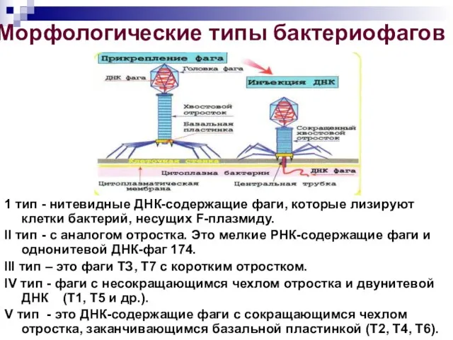 1 тип - нитевидные ДНК-содержащие фаги, которые лизируют клетки бактерий, несущих F-плазмиду.