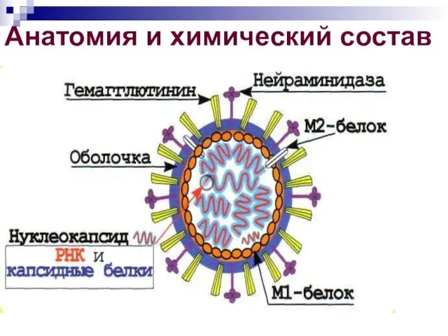 Анатомия и химический состав