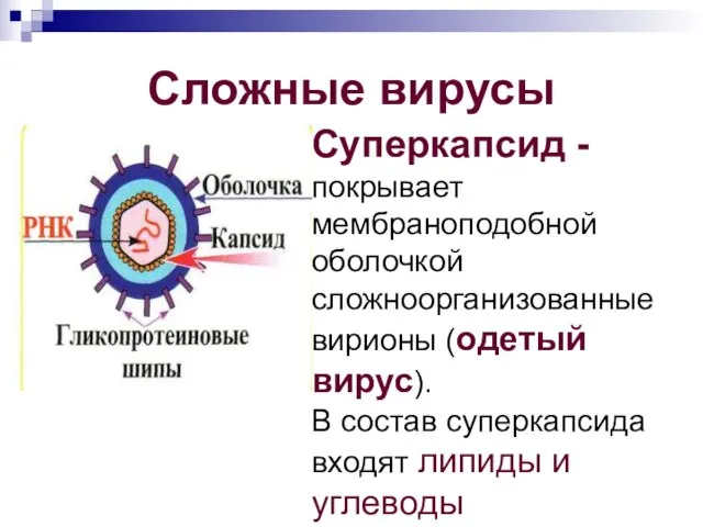 Сложные вирусы Суперкапсид - покрывает мембраноподобной оболочкой сложноорганизованные вирионы (одетый вирус). В