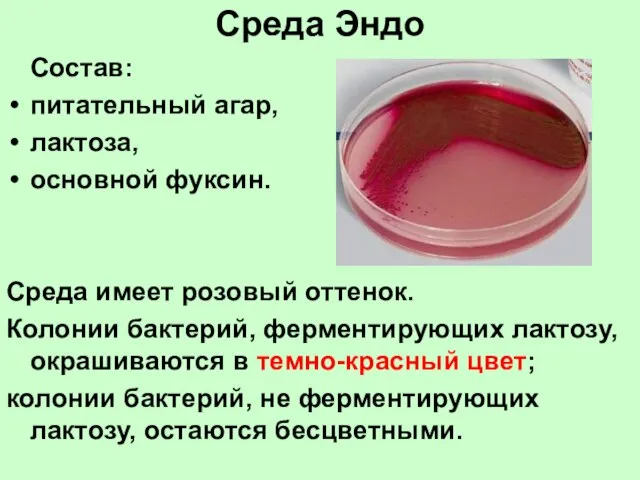 Среда Эндо Состав: питательный агар, лактоза, основной фуксин. Среда имеет розовый оттенок.