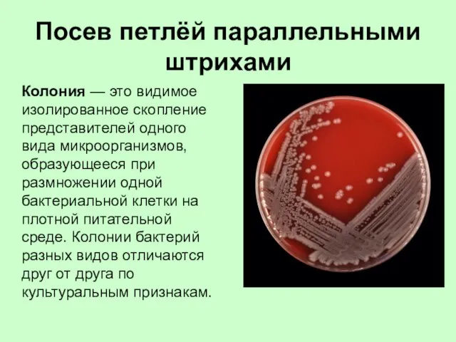 Посев петлёй параллельными штрихами Колония — это видимое изолированное скопление представителей одного