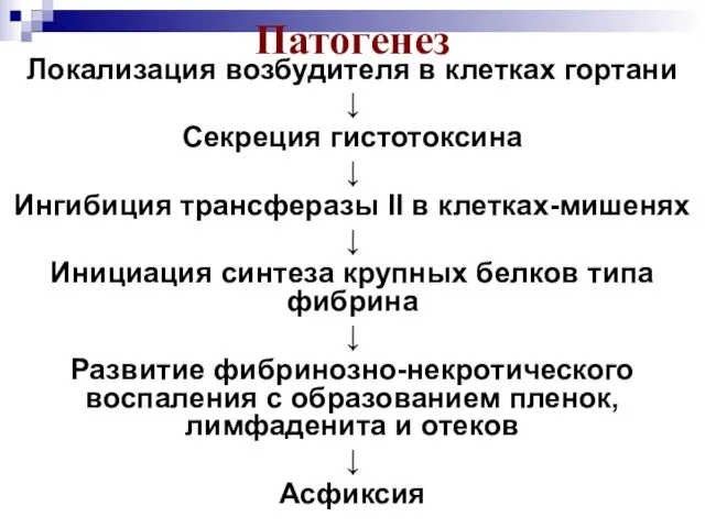 Патогенез Локализация возбудителя в клетках гортани ↓ Секреция гистотоксина ↓ Ингибиция трансферазы