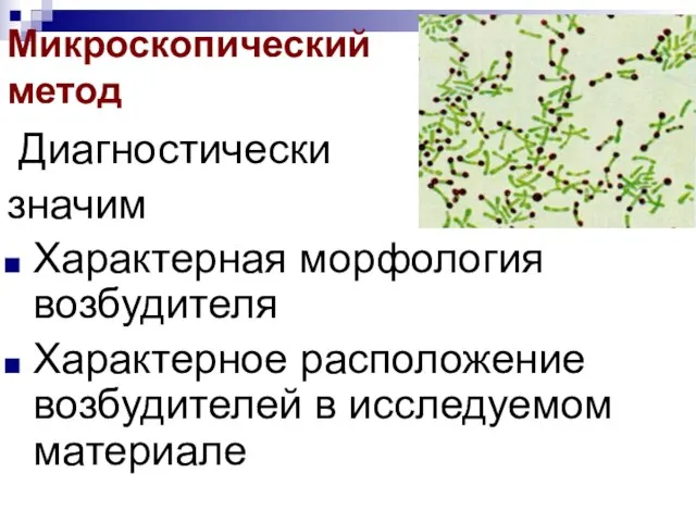 Микроскопический метод Диагностически значим Характерная морфология возбудителя Характерное расположение возбудителей в исследуемом материале