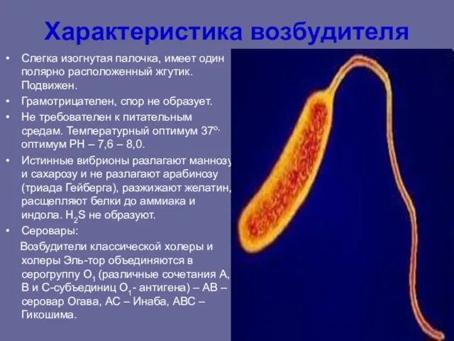 Характеристика возбудителя Слегка изогнутая палочка, имеет один полярно расположенный жгутик. Подвижен. Грамотрицателен,