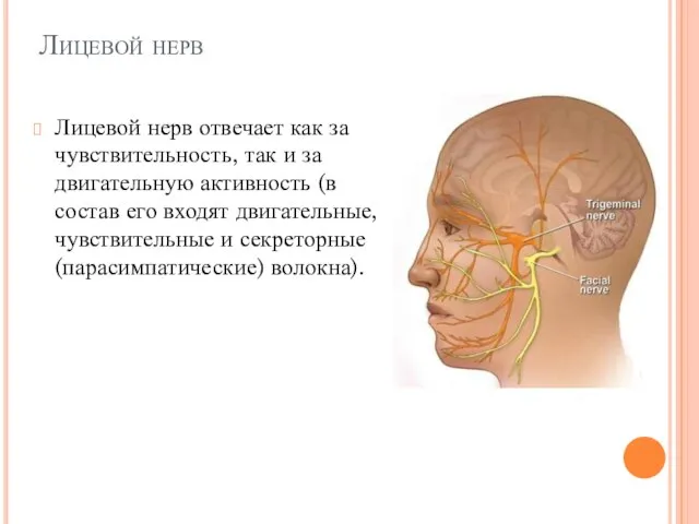 Лицевой нерв Лицевой нерв отвечает как за чувствительность, так и за двигательную