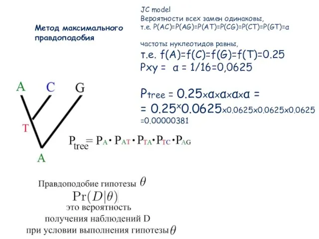 Метод максимального правдоподобия JC model Вероятности всех замен одинаковы, т.е. P(AC)=P(AG)=P(AT)=P(CG)=P(CT)=P(GT)=α частоты