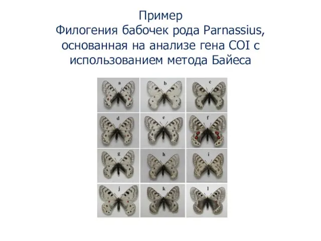 Пример Филогения бабочек рода Parnassius, основанная на анализе гена COI с использованием метода Байеса