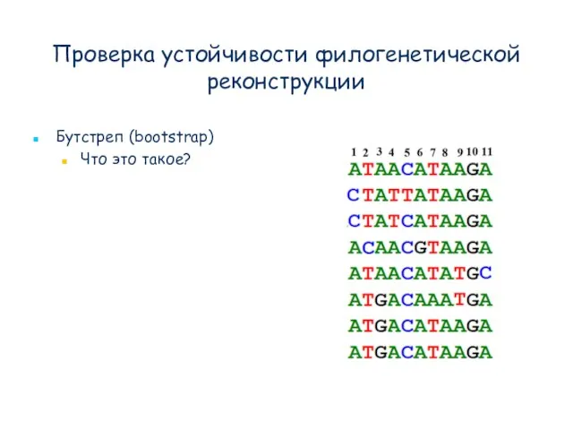 Проверка устойчивости филогенетической реконструкции Бутстреп (bootstrap) Что это такое?