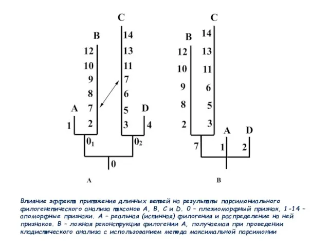 Влияние эффекта притяжения длинных ветвей на результаты парсимониального филогенетического анализа таксонов A,