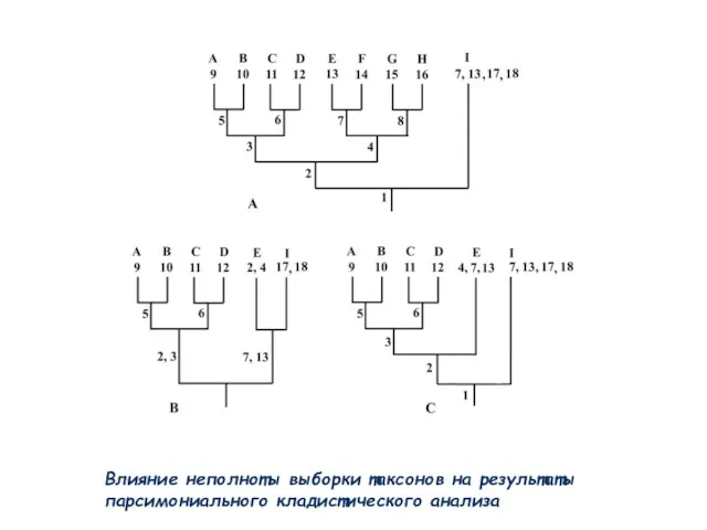 Влияние неполноты выборки таксонов на результаты парсимониального кладистического анализа