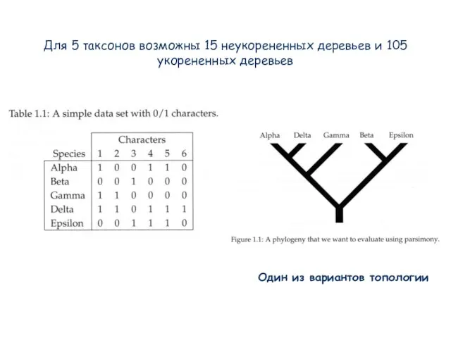 Для 5 таксонов возможны 15 неукорененных деревьев и 105 укорененных деревьев Один из вариантов топологии