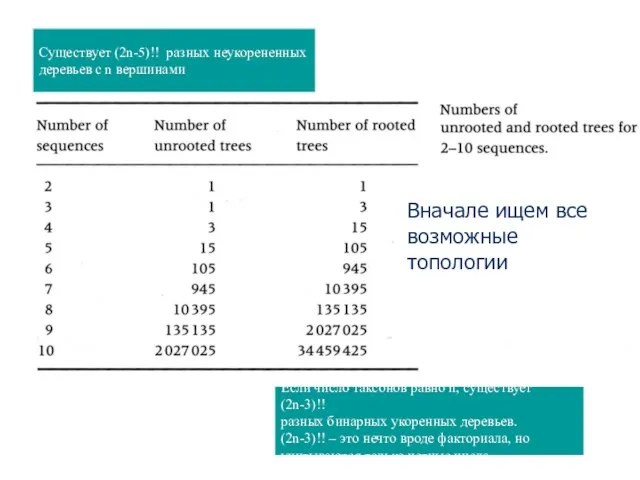 Существует (2n-5)!! разных неукорененных деревьев с n вершинами Если число таксонов равно