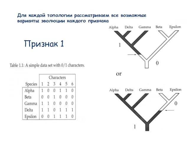 Признак 1 Для каждой топологии рассматриваем все возможные варианты эволюции каждого признака