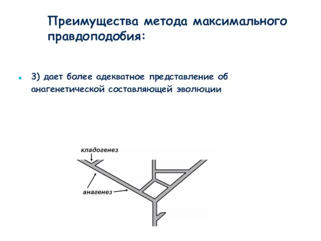 3) дает более адекватное представление об анагенетической составляющей эволюции Преимущества метода максимального правдоподобия: