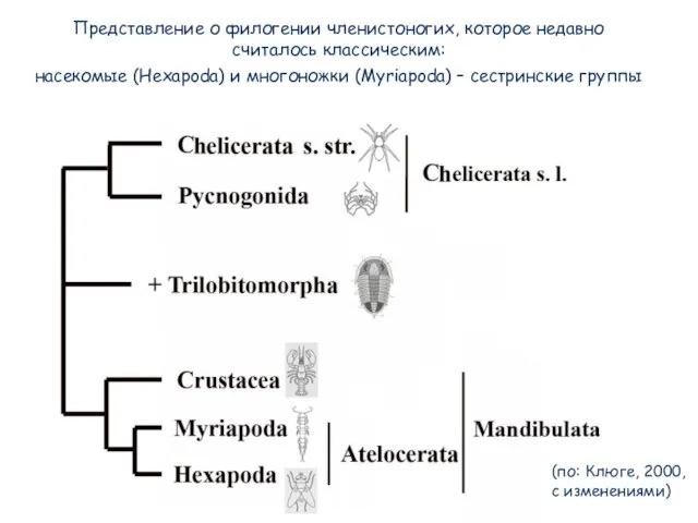 (по: Клюге, 2000, с изменениями) Представление о филогении членистоногих, которое недавно считалось