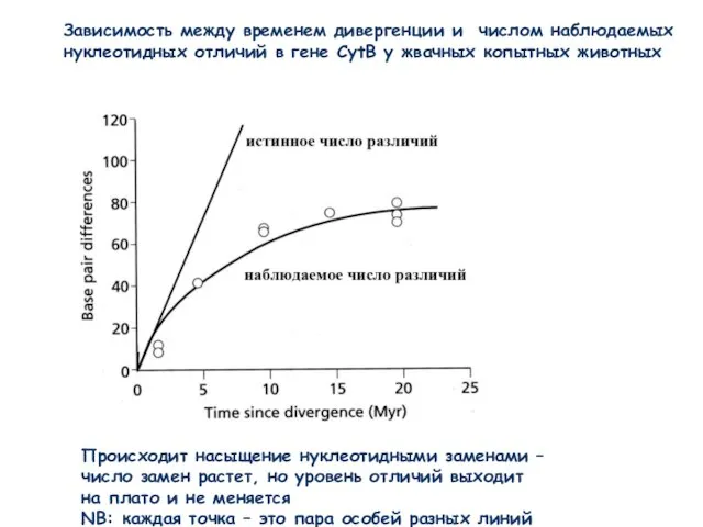 Зависимость между временем дивергенции и числом наблюдаемых нуклеотидных отличий в гене CytB