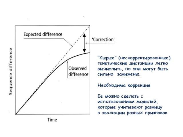“Сырые” (нескорректированные) генетические дистанции легко вычислить, но они могут быть сильно занижены.