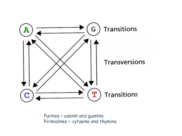 Purines = adenin and guanine Pirimidines = cytosine and thymine