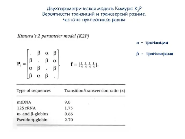 Двухпараметрическая модель Кимуры K2P Вероятности транзиций и трансверсий разные, частоты нуклеотидов равны
