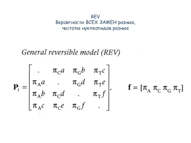 REV Вероятности ВСЕХ ЗАМЕН разные, частоты нуклеотидов разные