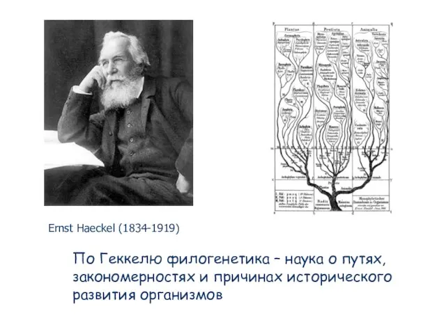 По Геккелю филогенетика – наука о путях, закономерностях и причинах исторического развития организмов Ernst Haeckel (1834-1919)