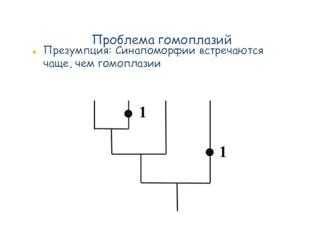 Проблема гомоплазий Презумпция: Синапоморфии встречаются чаще, чем гомоплазии