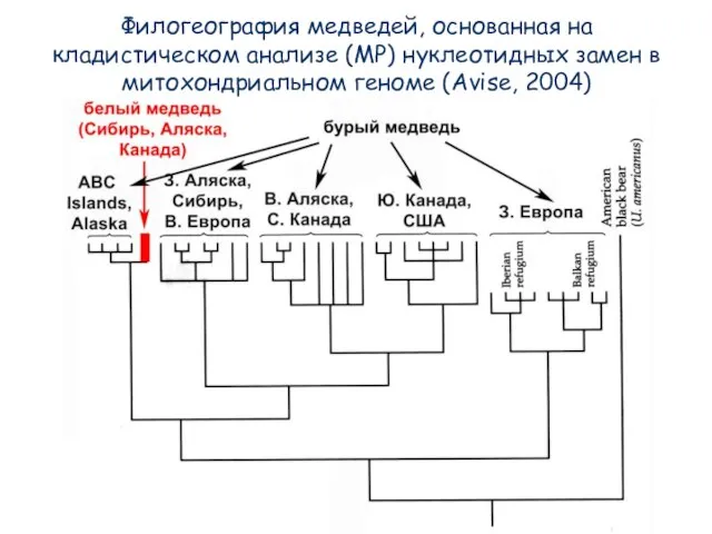 Филогеография медведей, основанная на кладистическом анализе (MP) нуклеотидных замен в митохондриальном геноме (Avise, 2004)