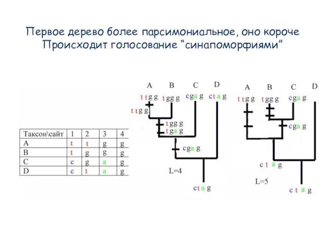 Первое дерево более парсимониальное, оно короче Происходит голосование “синапоморфиями”