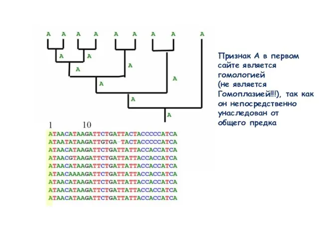 Признак А в первом сайте является гомологией (не является Гомоплазией!!!), так как
