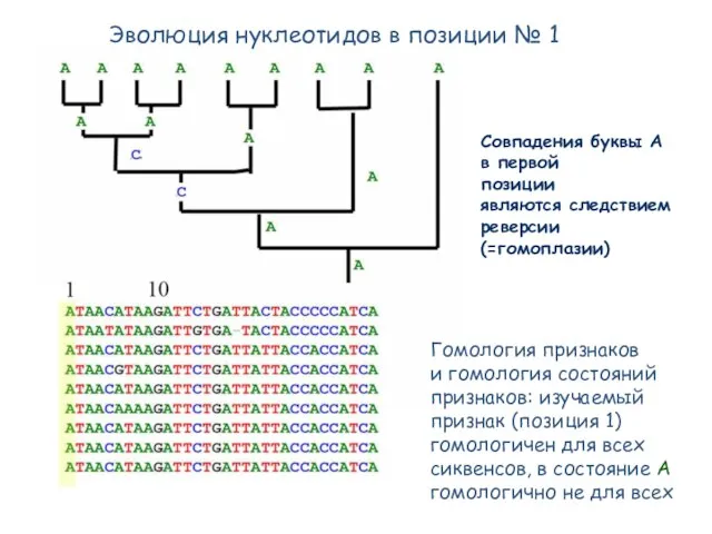 Совпадения буквы А в первой позиции являются следствием реверсии (=гомоплазии) Эволюция нуклеотидов