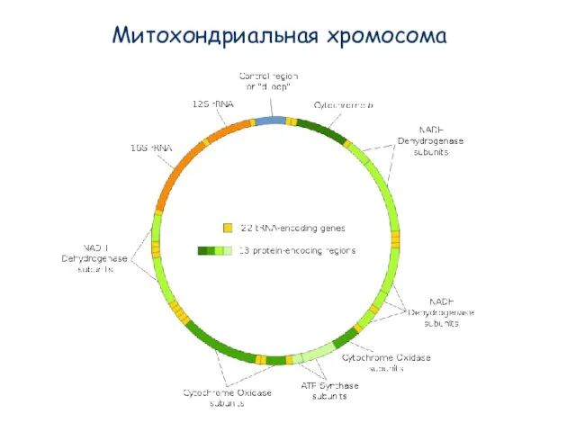 Митохондриальная хромосома