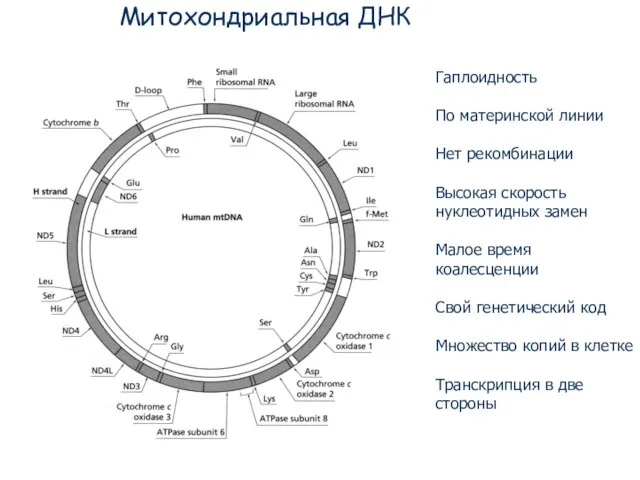 Митохондриальная ДНК Гаплоидность По материнской линии Нет рекомбинации Высокая скорость нуклеотидных замен