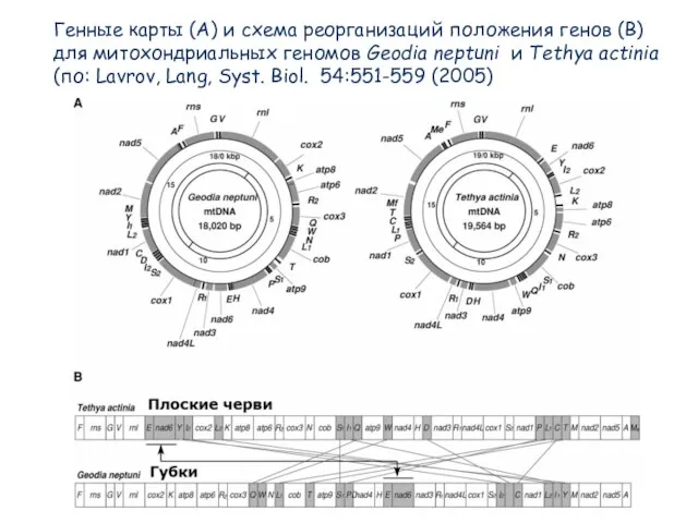 Генные карты (A) и схема реорганизаций положения генов (B) для митохондриальных геномов