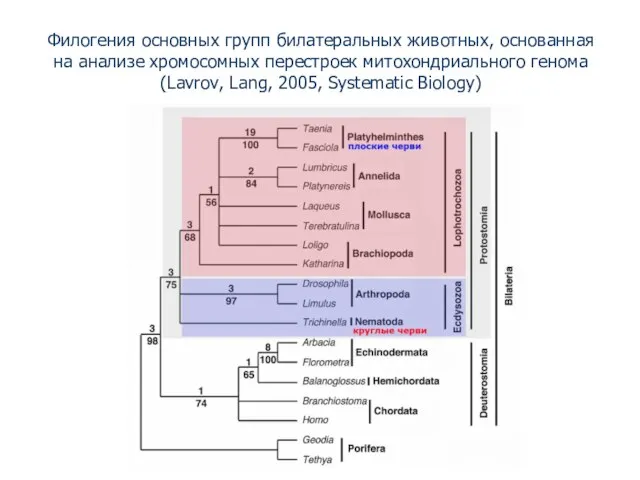 Филогения основных групп билатеральных животных, основанная на анализе хромосомных перестроек митохондриального генома